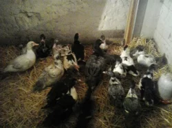 Pižmovka domácí (Kachna pižmová)